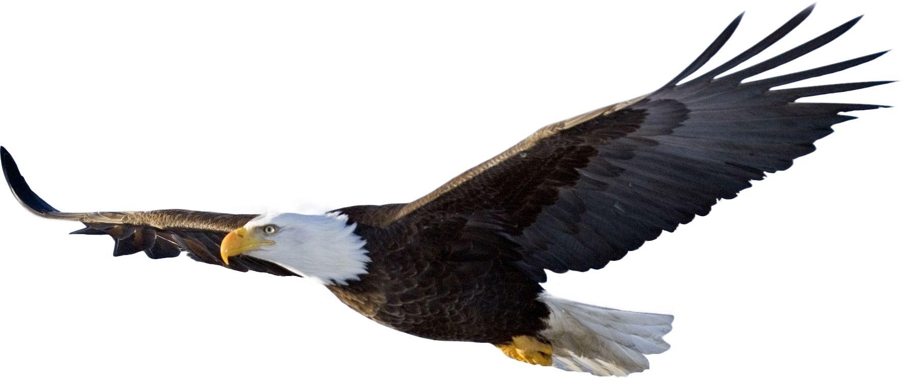Eagle